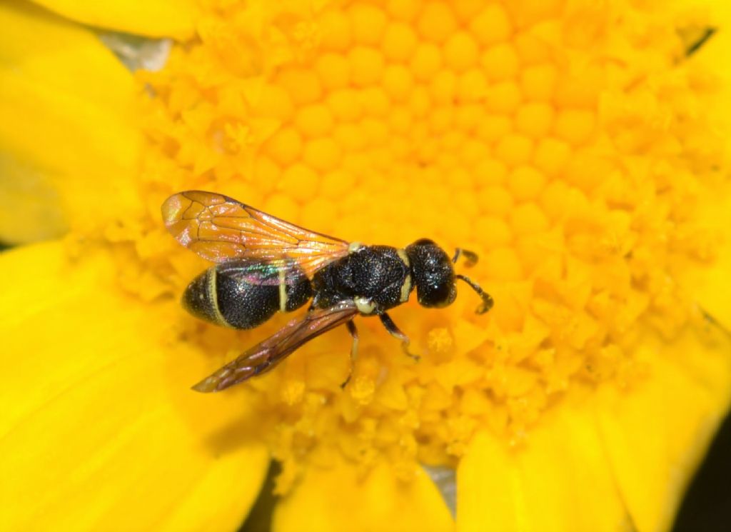 Vespidae Eumeninae: Leptochilus regulus, maschio